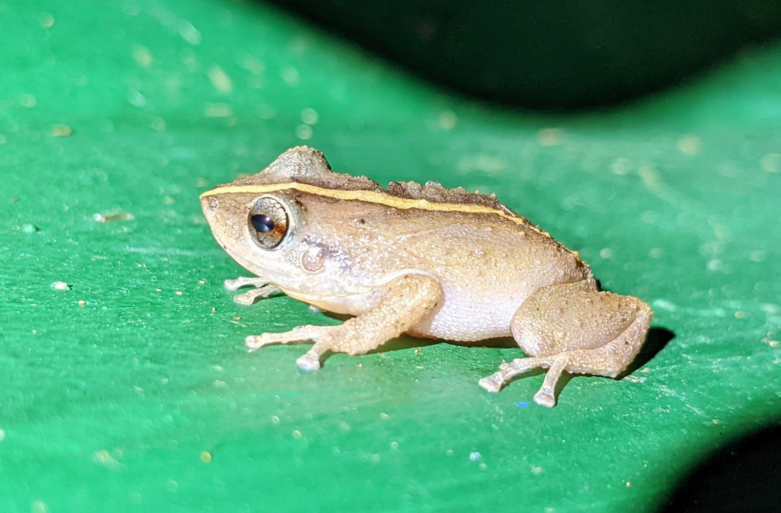 A brown coqui frog resting on a green leaf